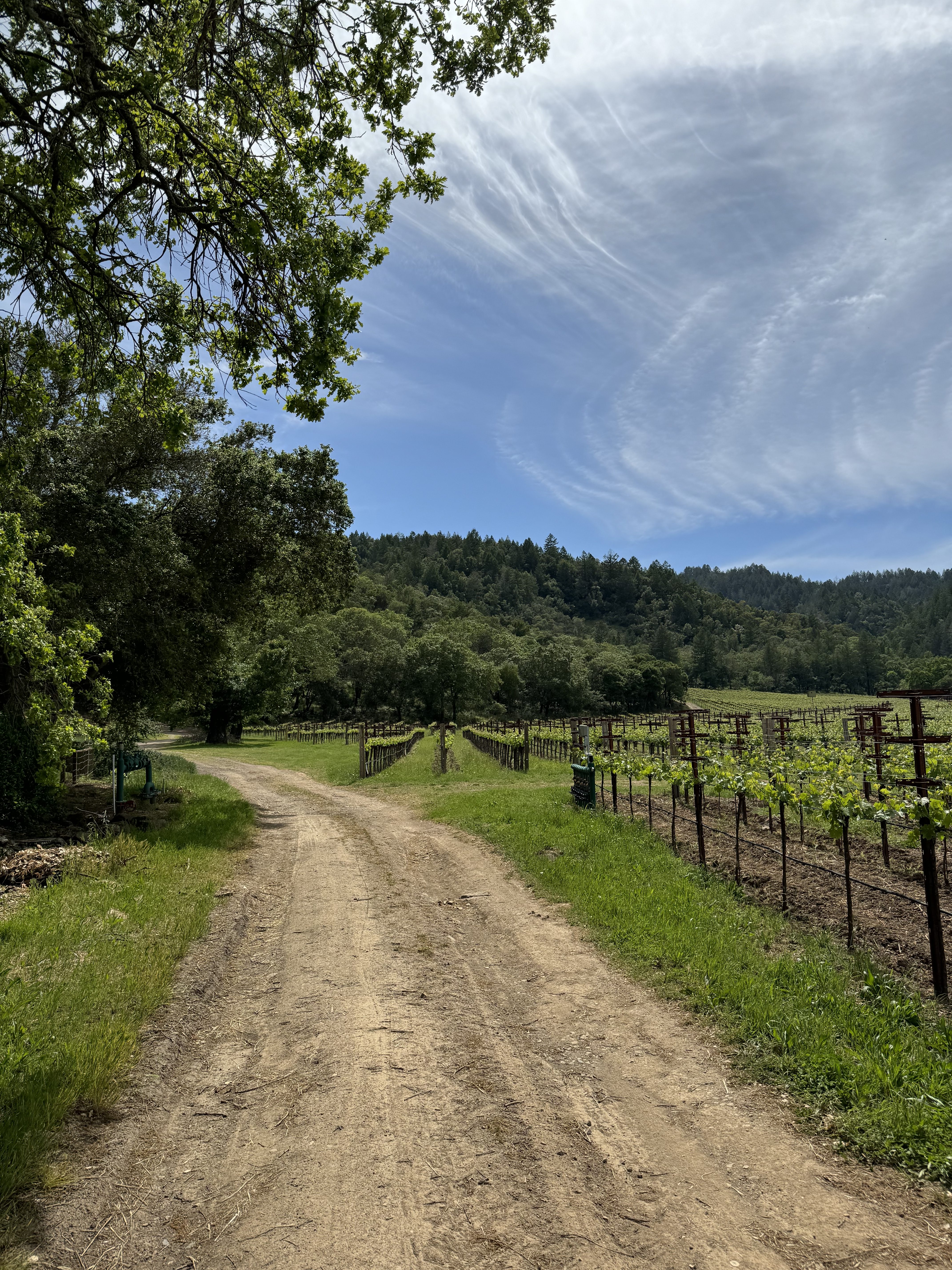 April In Napa: The Magic of the Valley